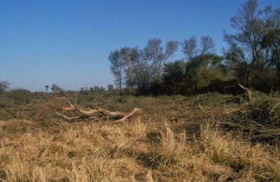 El juez Flores autorizó a forestales el uso de la madera ya cortada