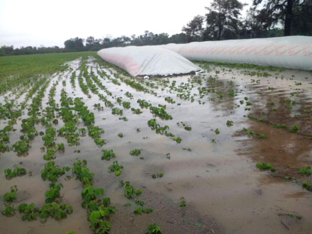 CAMPO-ANEGADO1.jpg