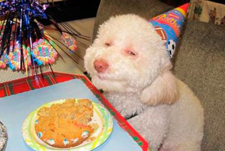 perros-cumpleanos.jpg