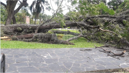 arbol 3.JPG