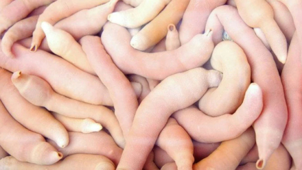 peces pene2.jpg