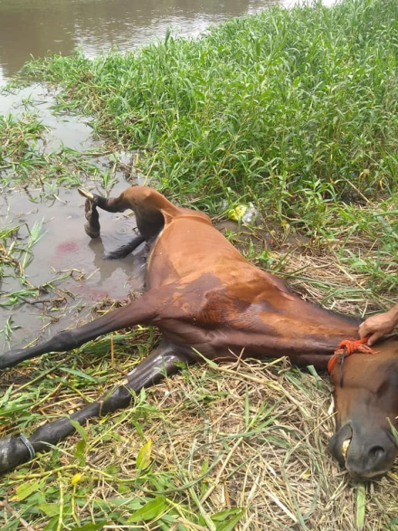 caballo muerto 3.jpg