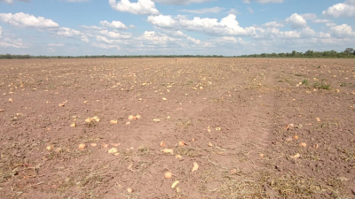 Sandías, calabazas, zapallos y melones: otra campaña que no cumple las expectativas