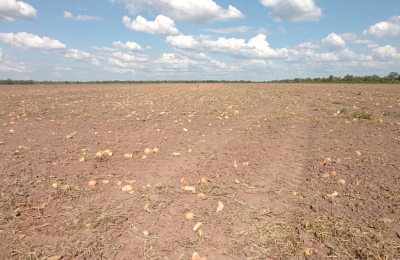 Sandías, calabazas, zapallos y melones: otra campaña que no cumple las expectativas
