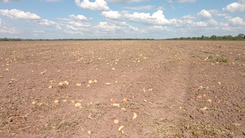 Sandías, calabazas, zapallos y melones: otra campaña que no cumple las expectativas