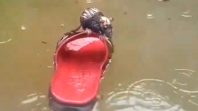 El video de la rata "Titanic" que se volvió viral durante la jornada de lluvia