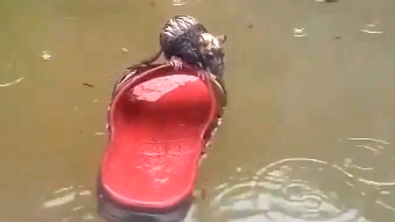 El video de la rata "Titanic" que se volvió viral durante la jornada de lluvia