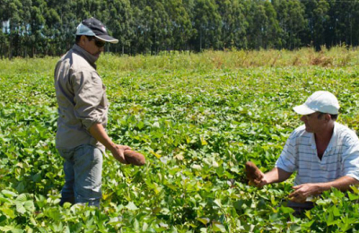 Investigan cómo producir más y mejores batatas en el país