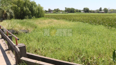 A la laguna de Villa Chica no se le ve el agua desde hace años