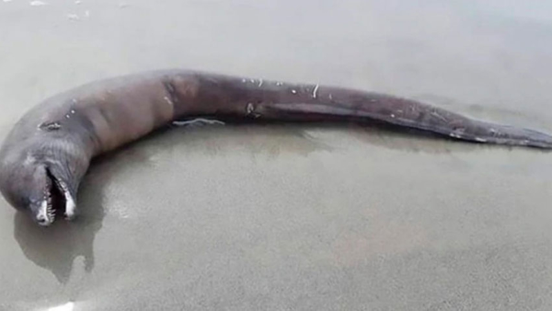 Misterio en las playas de México por el hallazgo de una extraña criatura
