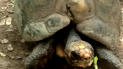Inseguridad: no se salvan ni las tortugas ??