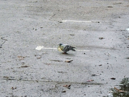 animal silvestre 1.jpg