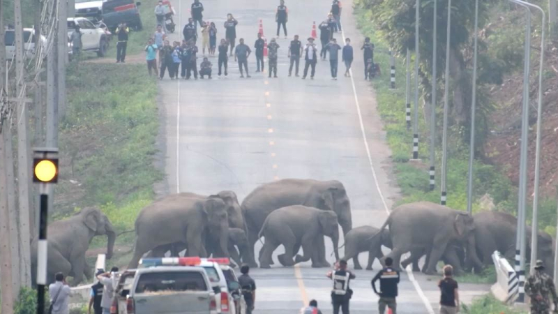 Una manada de elefantes cruzó una ruta en Tailandia durante pandemia por Covid-19 ???