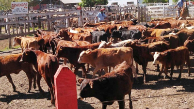 Buen nivel de ventas en el primer remate televisado en La Cruz