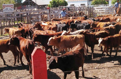 Buen nivel de ventas en el primer remate televisado en La Cruz