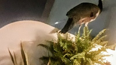 Resistencia: rescataron un pavo real que buscó refugio en un balcón