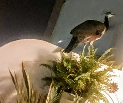 pavo.jpg
