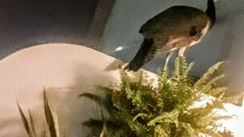 Resistencia: rescataron un pavo real que buscó refugio en un balcón