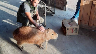 Un vecino entregó de manera voluntaria un carpincho