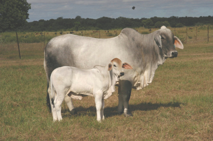 vacas.jpg