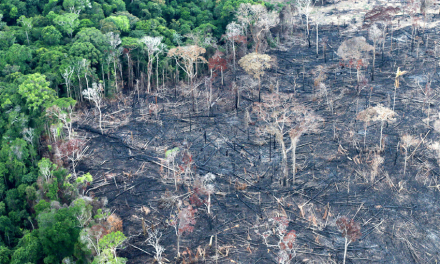 deforestacion.jpg