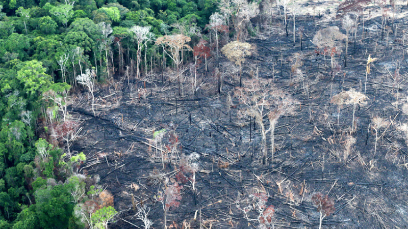 Deforestación del Amazonas: lo peor en una década