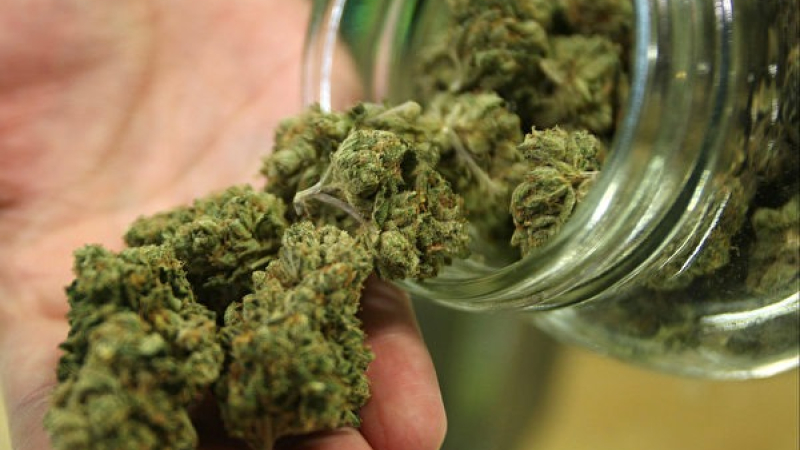 El Gobierno permitirá el cultivo personal de cannabis y el expendio de aceites en farmacias