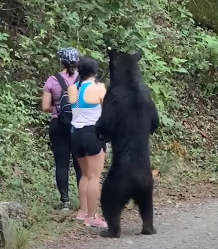 oso.jpg
