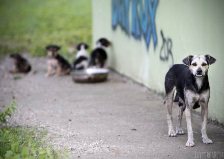 perros callejeros
