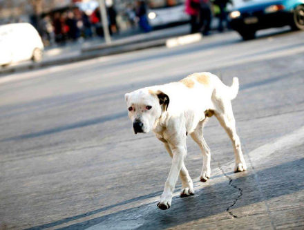 perros callejeros
