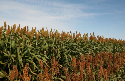Impacto del sorgo en la rentabilidad ganadera