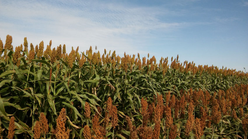 Impacto del sorgo en la rentabilidad ganadera