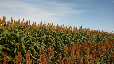 58sorgo 2.jpg