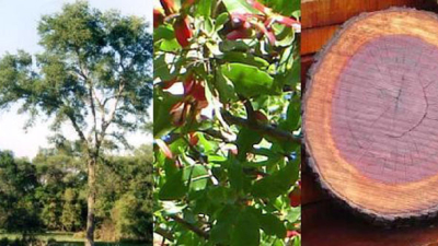 ¿Por qué el 26 de agosto es el Día del Árbol Chaqueño?