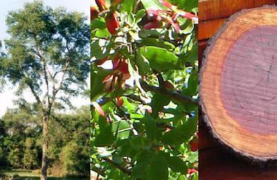 ¿Por qué el 26 de agosto es el Día del Árbol Chaqueño?