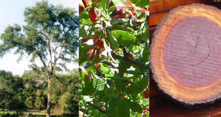 arbol.jpg