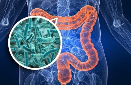 Microbiota intestinal.jpeg