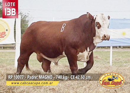 lote13.jpg