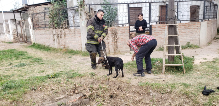 RESCATE DE UN PERRO QUE CAYÓ EN UNA ALCANTARILLA (2).jpeg