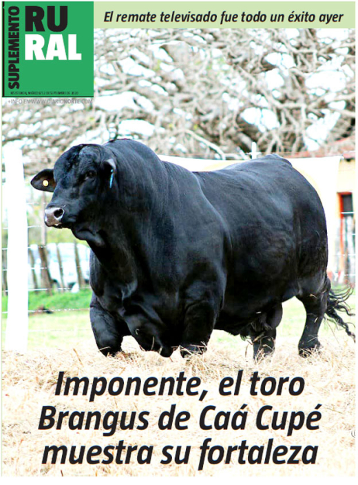 Imponente, el toro Brangus de Caá Cupé muestra su fortaleza