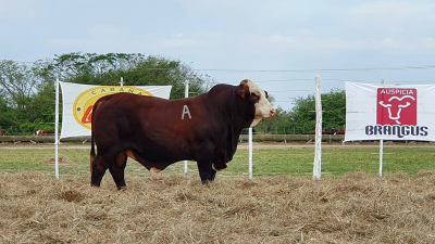 Toros de alta rusticidad y vaquillas con crías fueron la predilección de los compradores