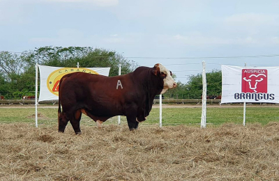 Toros de alta rusticidad y vaquillas con crías fueron la predilección de los compradores