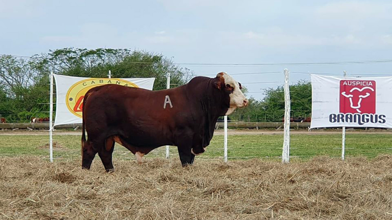 Toros de alta rusticidad y vaquillas con crías fueron la predilección de los compradores