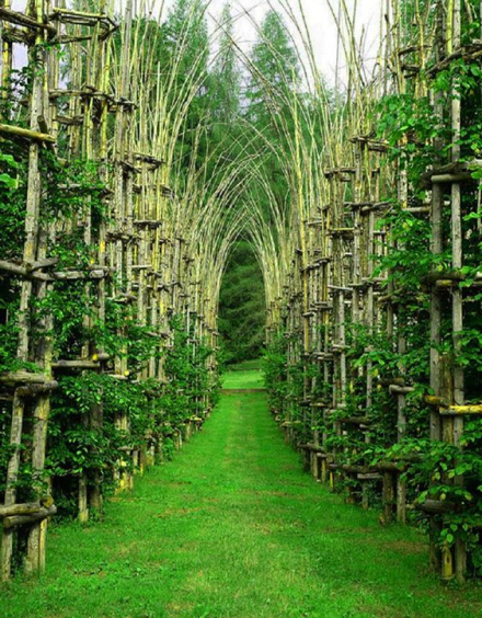 vegetal2.jpg