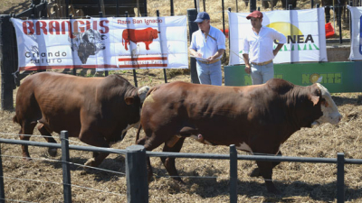 Gran expectativa por el remate de cabañas chaqueñas en Agronea virtual