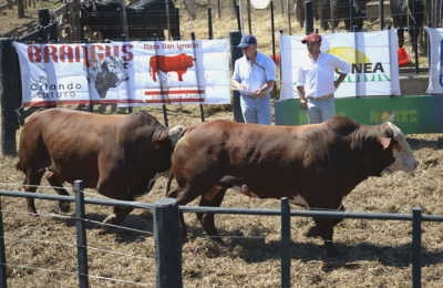 Gran expectativa por el remate de cabañas chaqueñas en Agronea virtual