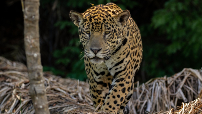 Cruzarán yaguareté macho silvestre con hembra en cautiverio