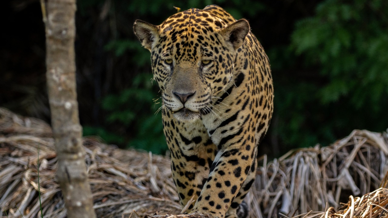 Cruzarán yaguareté macho silvestre con hembra en cautiverio