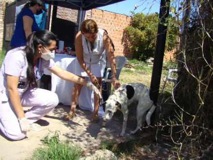 perro 7.jpg