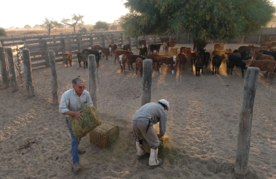 “La producción mixta lo que genera es más estabilidad que rentabilidad”